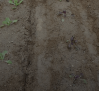 김장 배추 모종 심는 시기