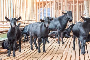 흑염소-진액-효능