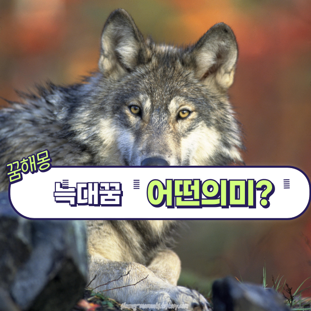 🐺늑대 꿈 해몽 20가지 – 본능과 경계의 신호, 그 속에 숨은 뜻은? / 하얀 늑대를 보는 꿈, 늑대가 불에 타는 꿈, 늑대에게 쫓기는 꿈.