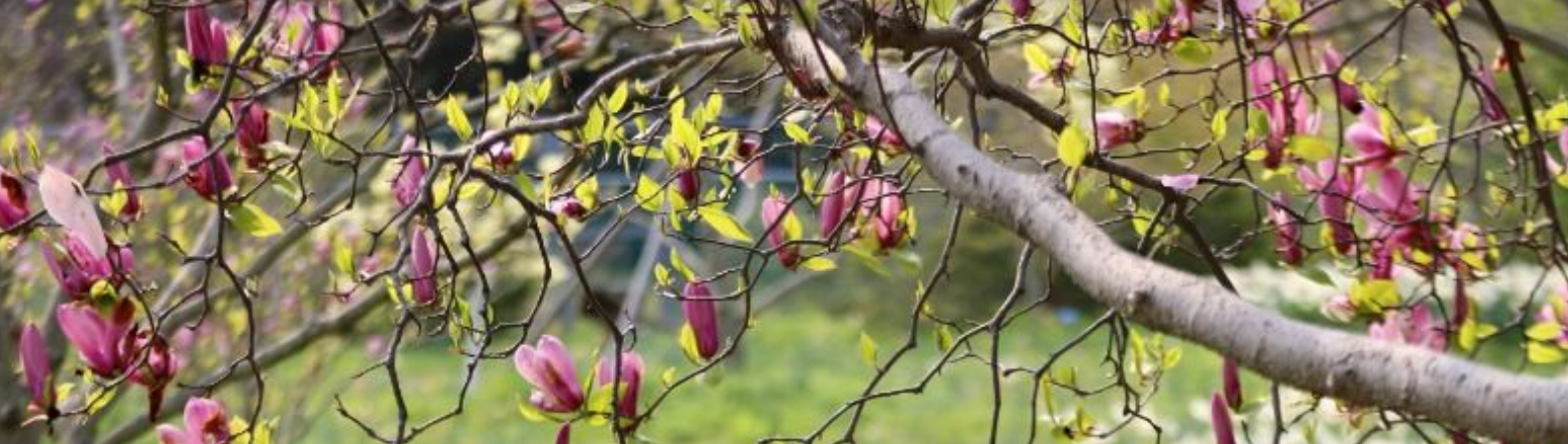 천리포 수목원 목련 축제