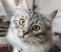 시베리안의 특징과 기르는 방법