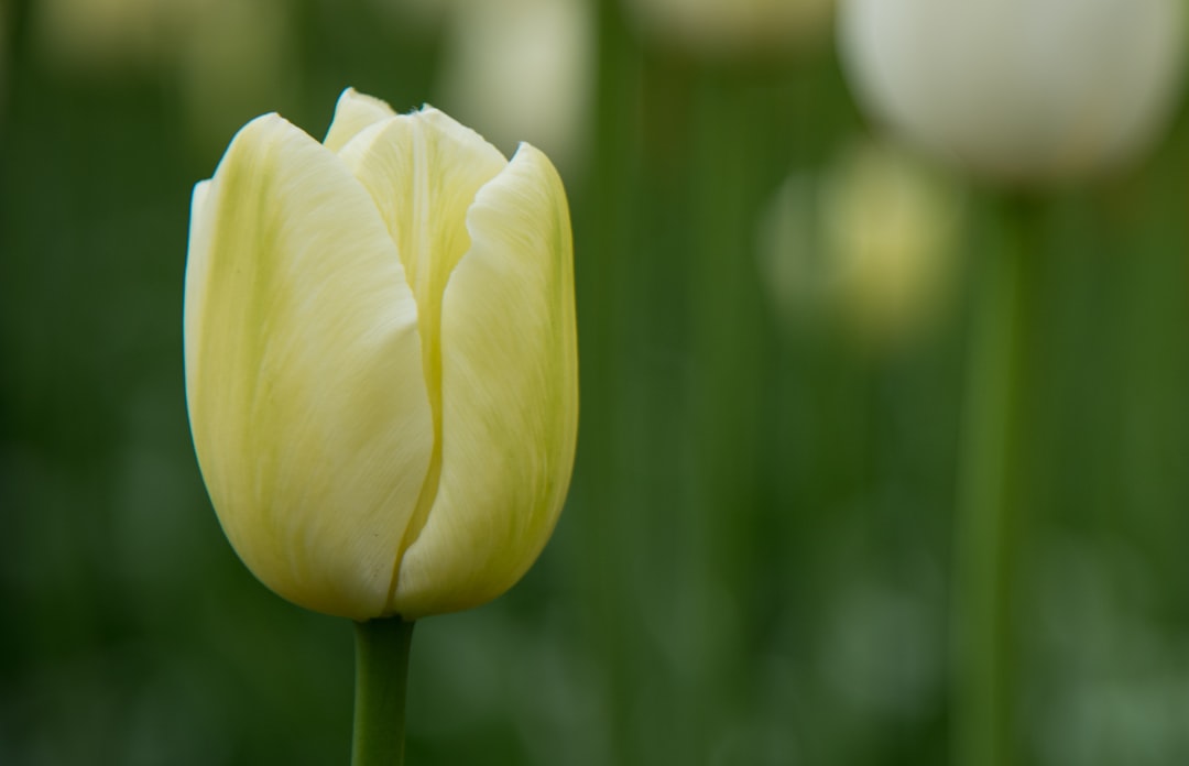Tulip