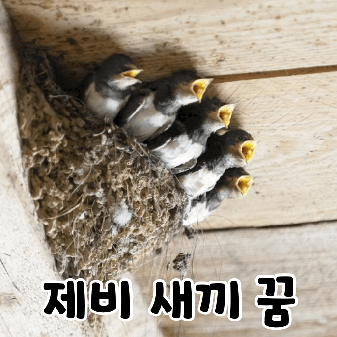 제비 새끼