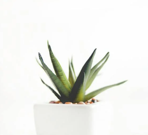 무릎관절약 추천 보스웰리아