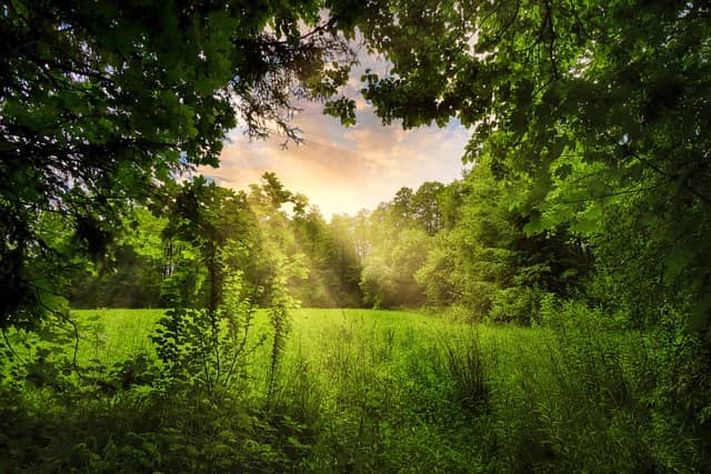 식물의 비밀과 전설