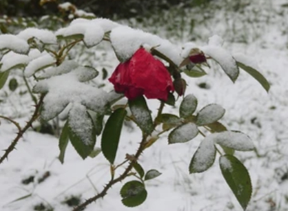 겨울 꽃 동백나무