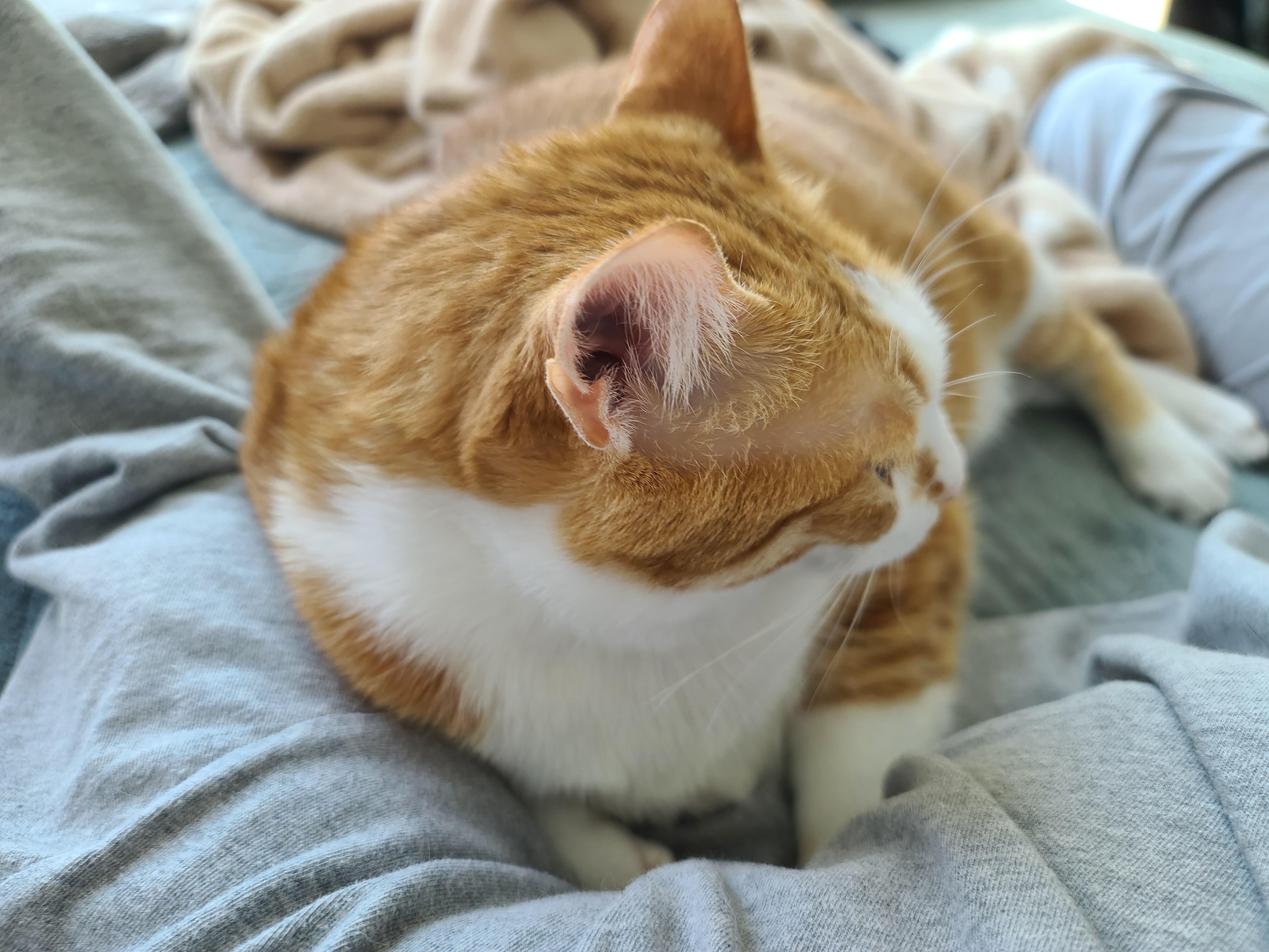 애교가 많아도 너무 많은 고양이. 호야 애교의 최종 목적은?!