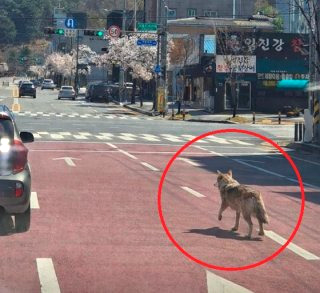 대전 늑대 동물원 오월드 탈출 퓨마 포획 상황