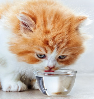 물을 마시는 고양이.