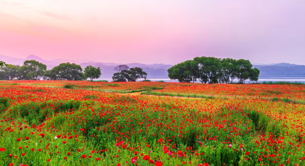 물의 정원 사진