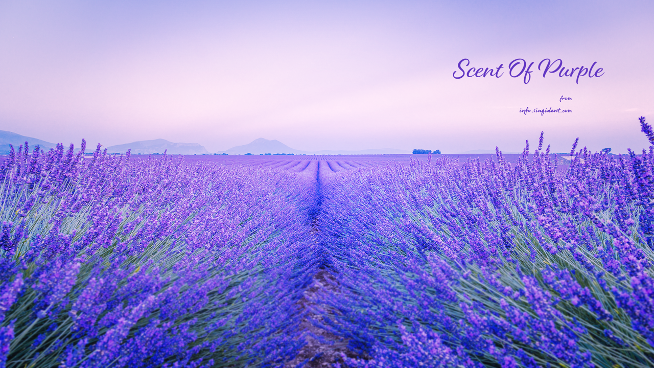03 라벤더 꽃밭 C - Scent Of Purple 보라색배경화면
