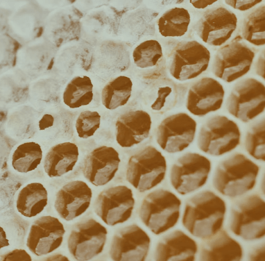 그린 프로폴리스 효능 - 프로폴리스 정의