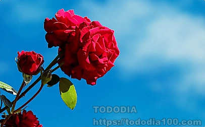 빨간장미- 꽃말- 뜻-역사-장미수-종류-연인-1