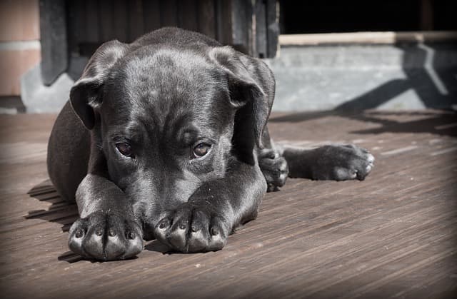canine atopic dermatitis