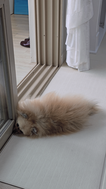 창가에서 바람쐬는 강아지