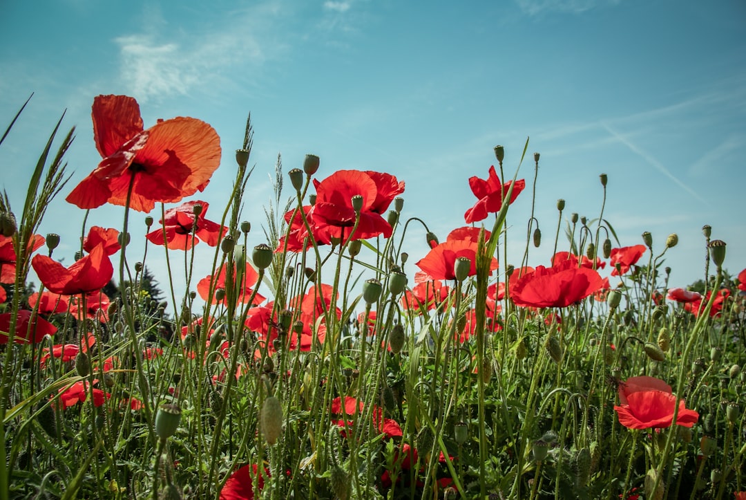 Poppy
