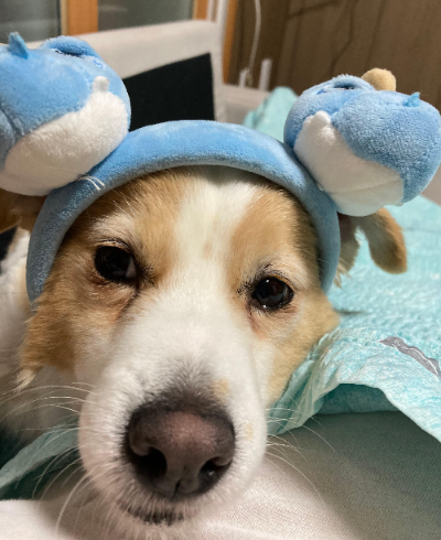 노령견을 위한 장난감 추천 & 비교