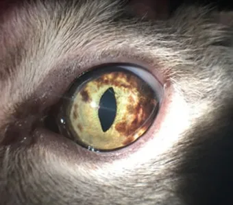 고양이 주요 눈 질환 7가지 증상 원인 치료법_21