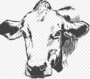 소띠 2025년 운세