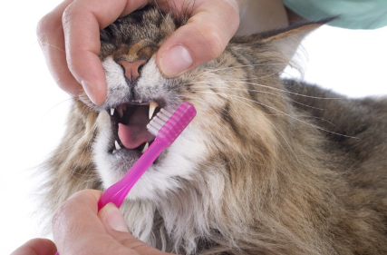 빗질하는 고양이.