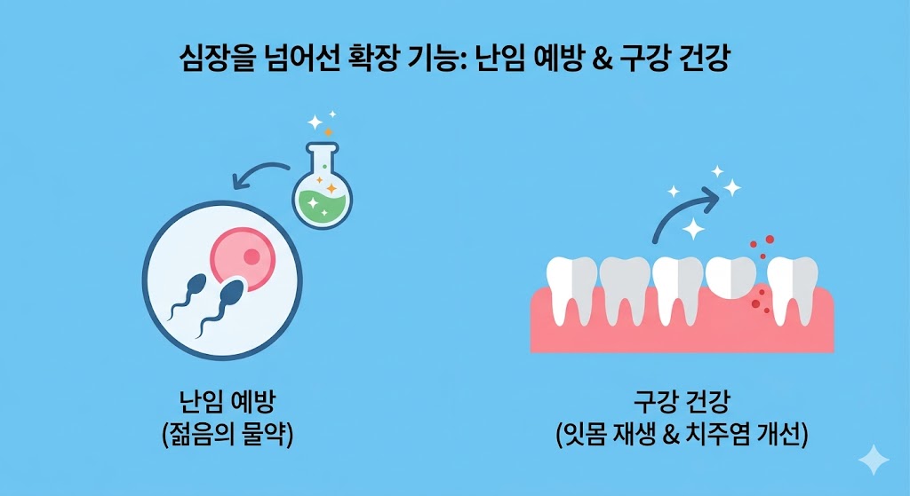 하늘색 배경에 난임 예방과 구강 건강 개선 효과를 직관적인 아이콘으로 표현한 플랫 디자인 이미지입니다. 왼쪽에는 난자와 정자, 활력 물약 아이콘이 그려져 있고, 오른쪽에는 잇몸 재생과 치주염 개선을 상징하는 치아 아이콘이 배치되어 코큐텐의 확장된 기능을 설명합니다.