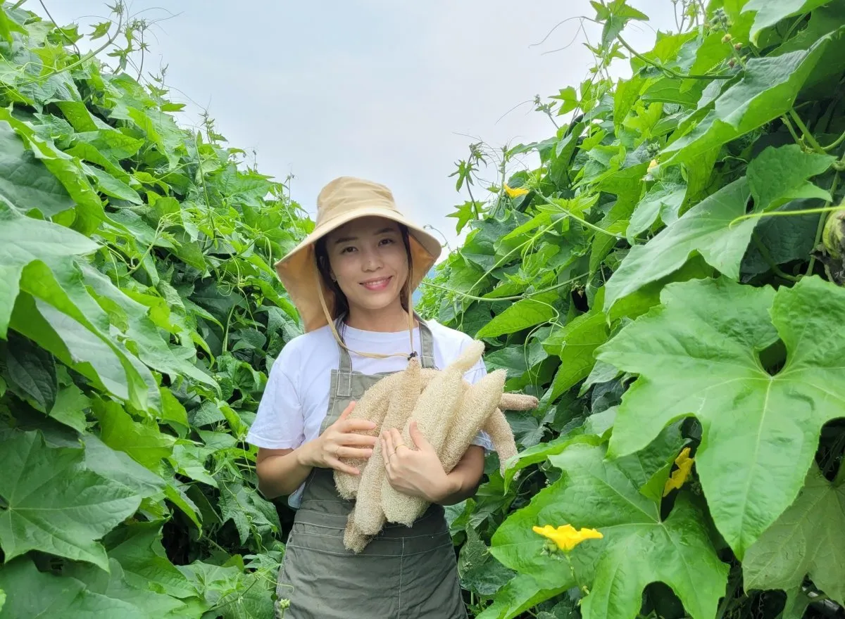 수세미 재배 덩굴 유인 통풍 관리 수확 건조_1