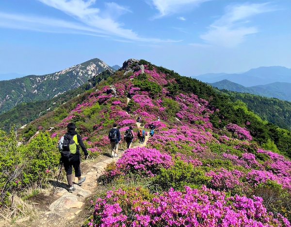 황매산철쭉축제 철쭉길 따라 걷는 등산객들
