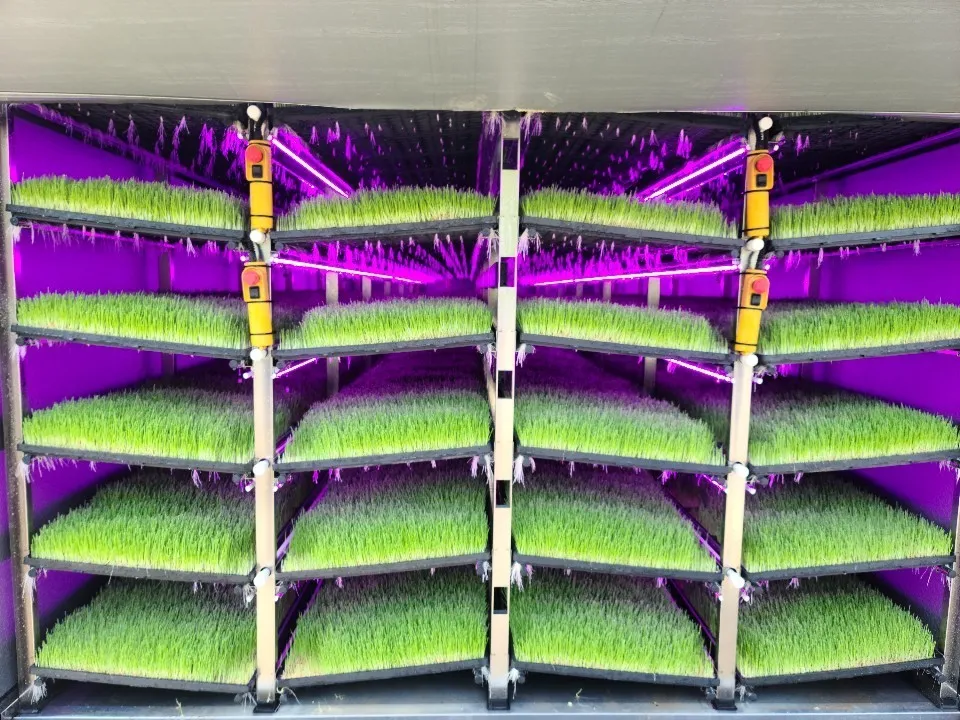 새싹보리 재배 발아 온도 물 분무 수확 시기_5