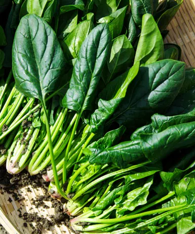 무릎-관절에-좋은-음식-건강