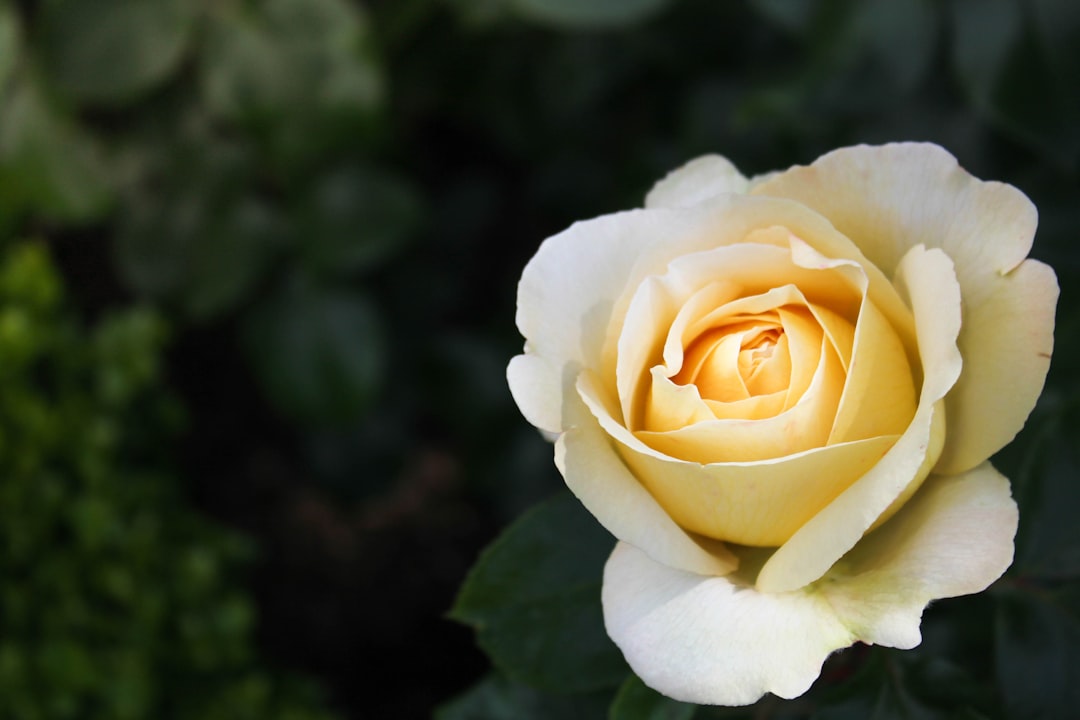 Flower Expo