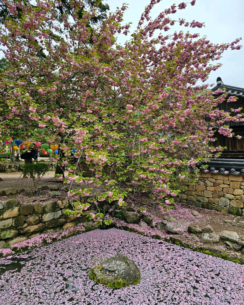 [4월 봄꽃 여행]순천 선암사❘진달래, 겹벚꽃, 홍매화, 개화시기