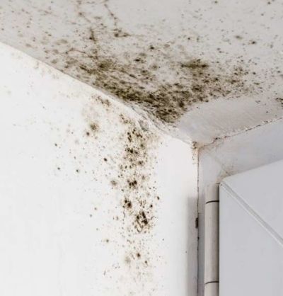 실내 곰팡이 흔적들