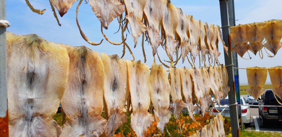 반건조 오징어 - 경북 영덕