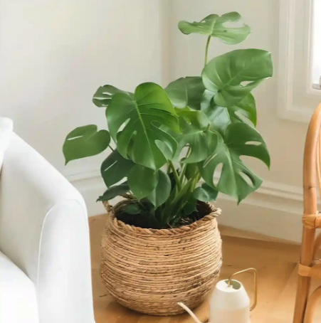 반려식물 키우기 2, 3월에 키우기 좋은 식물 5가지 추천, 링크