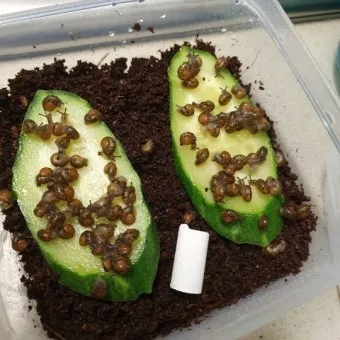 동양달팽이 가격 키우기 분양 수명 먹이 성격 종류_24
