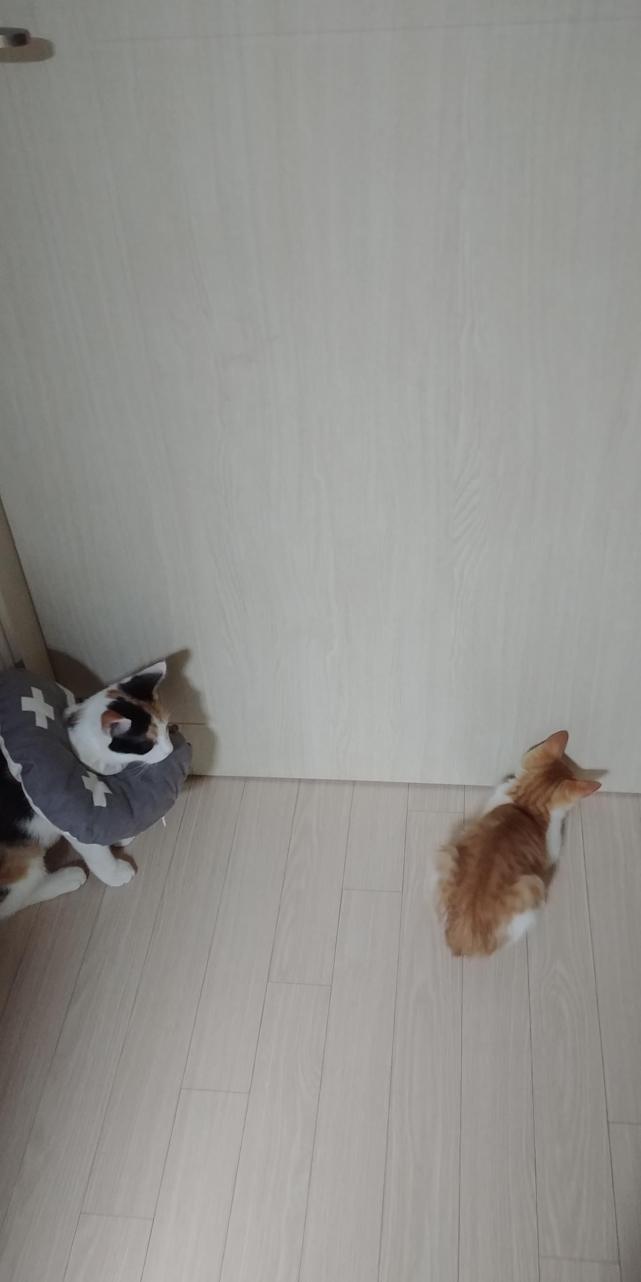 사이좋은 고양이들. 우리집 1호, 2호 공식 커플.