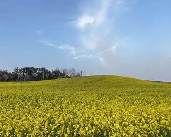 고창 청보리밭 축제_16