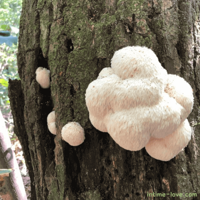 뇌 건강에 좋은 노루궁뎅이버섯