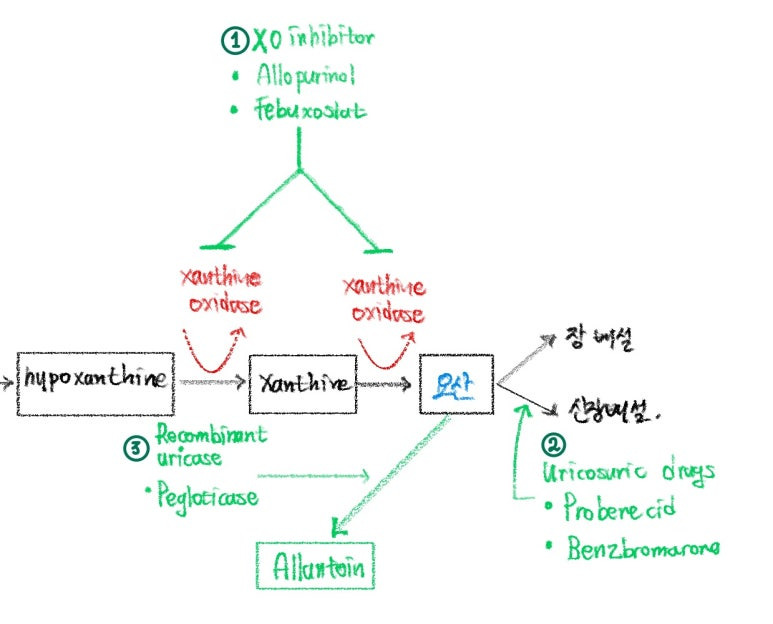 요산의 대사과정과 그에 작용하는 요산저하제의 기전들