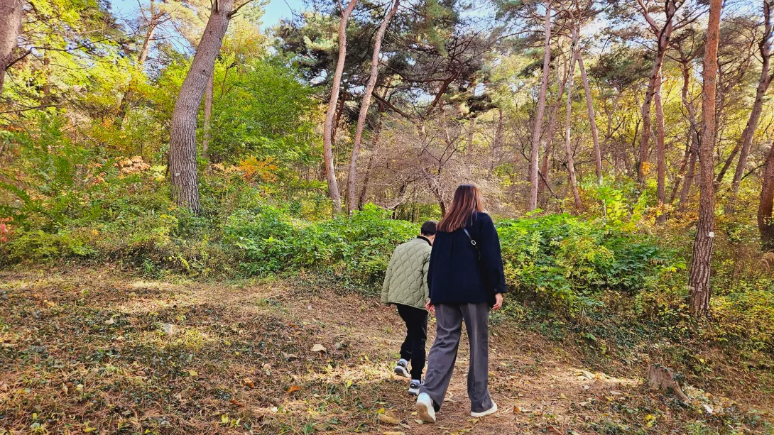 밀양 금시당 은행나무