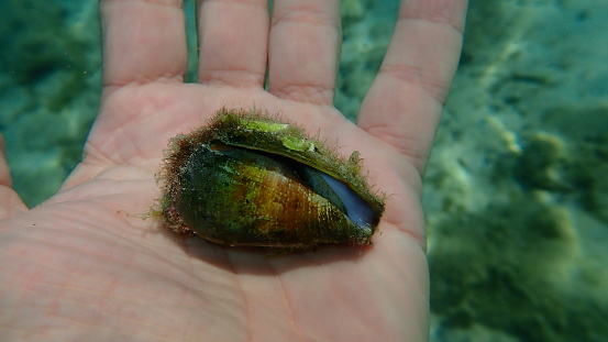 지중해 원뿔소라