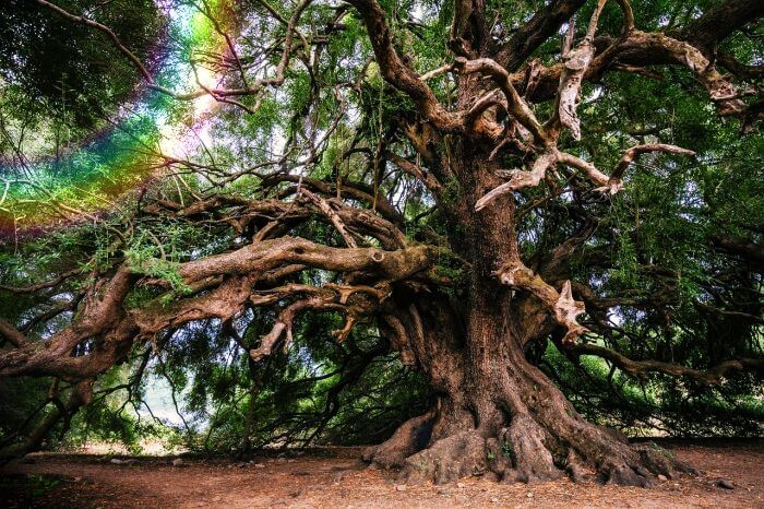 가지가많은-오래된-고목