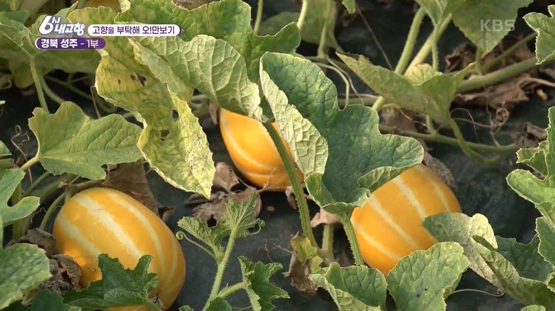 성주-참외