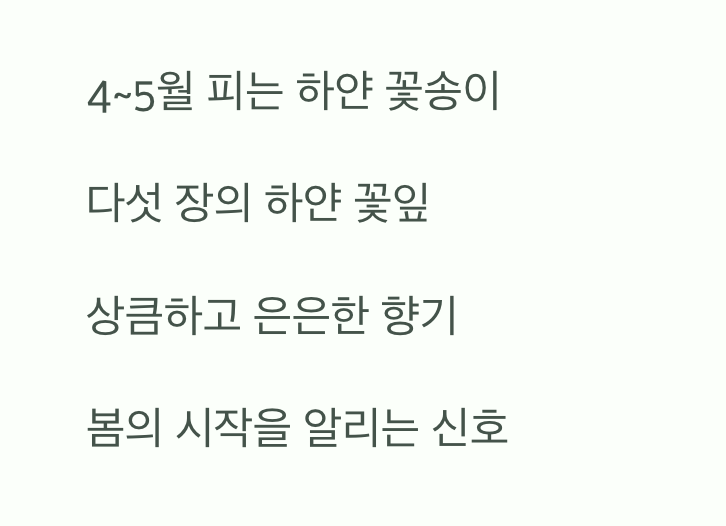 봄을 알리는 순백의 '꽃'