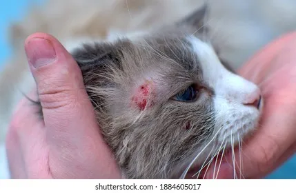 "고양이