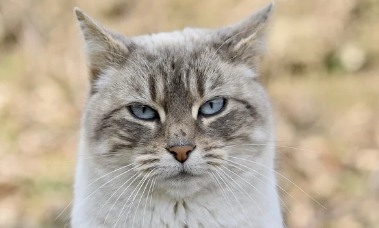 24시-동물병원-찾기