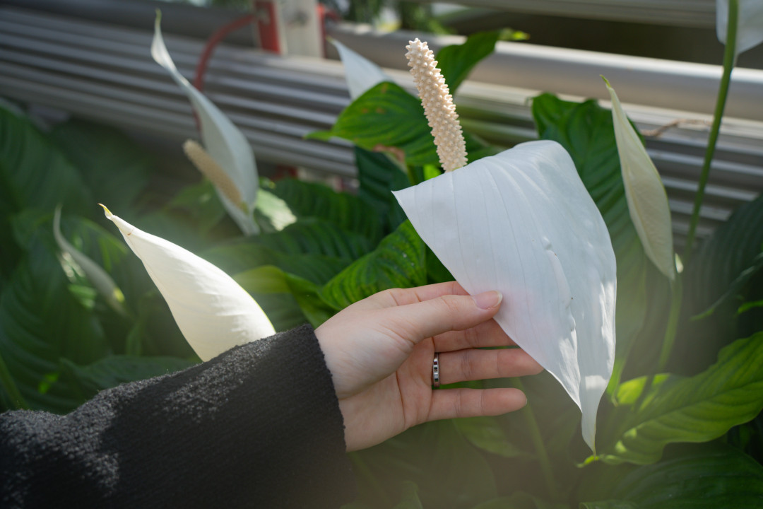 영흥 수목원 식물 구경