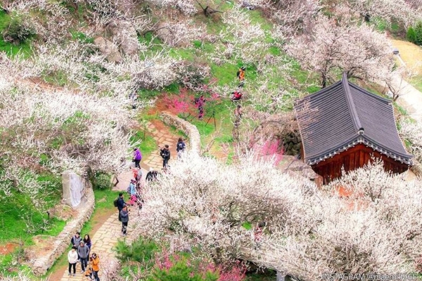  봄꽃 축제로 유명한 곳 - 광양 매화축제