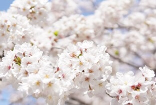 진해 군항제 벚꽃축제