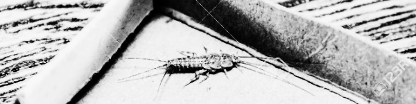 좀벌레 퇴치제 외 참고 정보: 상업용 좀벌레 트랩